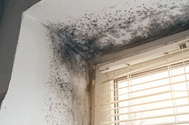 Affordable Mold Cleanup solutions in Deltaville, VA